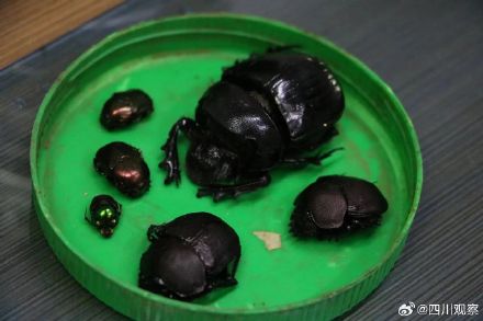 “异宠”不能宠!海关查获1000只罐装死甲虫 “异宠”不能宠!海关查获1000只罐装死甲虫