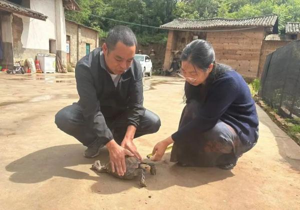 罕见！近4公斤！昆明这里雨后惊现“怪家伙”
