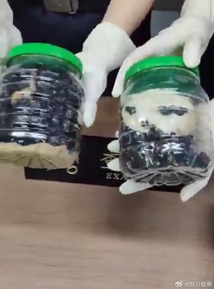 “异宠”不能宠!海关查获1000只罐装死甲虫 “异宠”不能宠!海关查获1000只罐装死甲虫