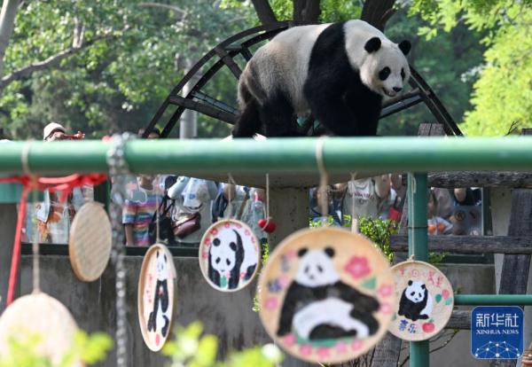 大熊猫“喜乐”迎来10岁生日