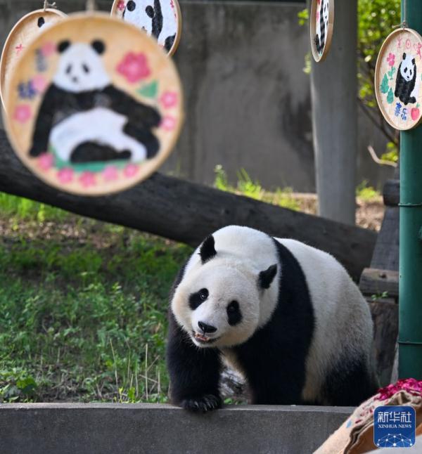大熊猫“喜乐”迎来10岁生日