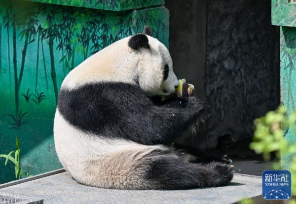 大熊猫“喜乐”迎来10岁生日