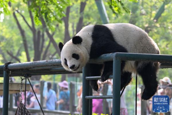 大熊猫“喜乐”迎来10岁生日