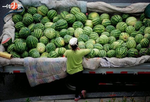 西瓜是夏天的入场券