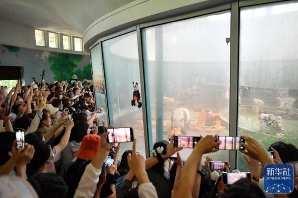 大熊猫“喜乐”迎来10岁生日