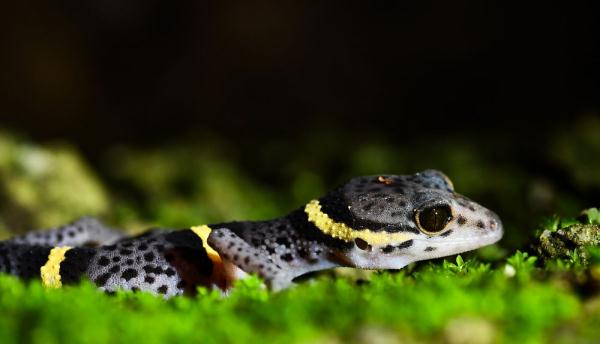 探秘国家公园丨海岛“绿心”重焕生机