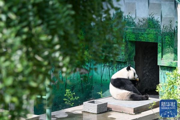 大熊猫“喜乐”迎来10岁生日