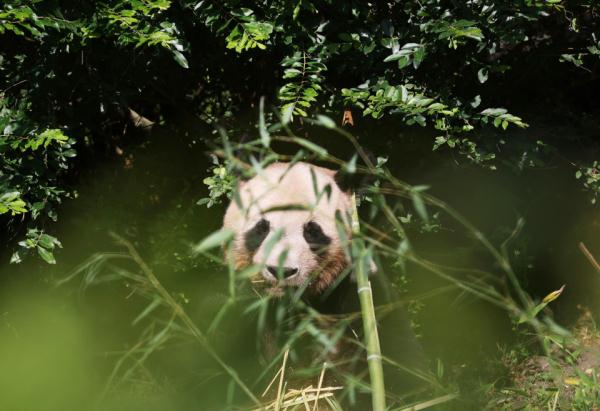 欢迎回家！旅法大熊猫“圆梦”今天回国