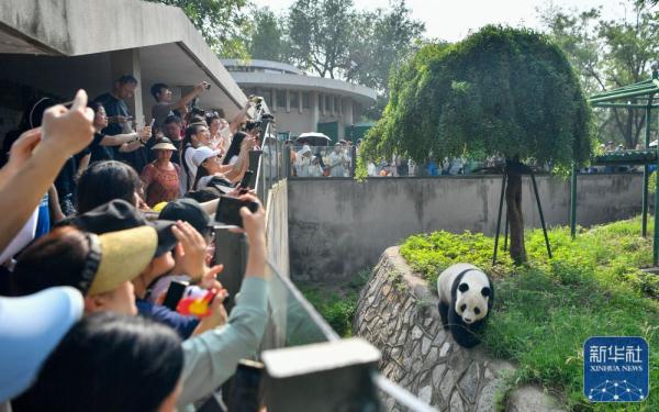 大熊猫“喜乐”迎来10岁生日