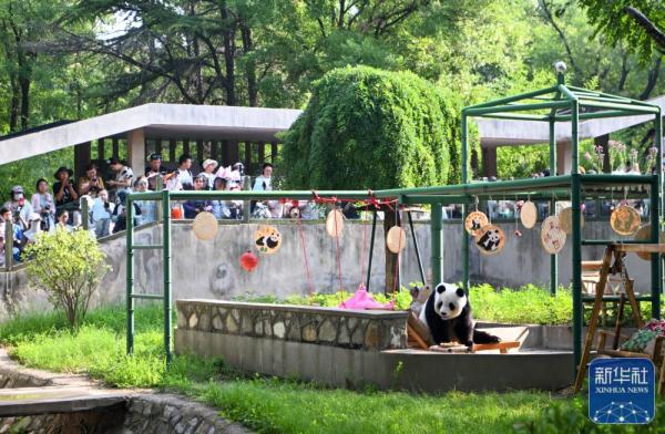 大熊猫“喜乐”迎来10岁生日