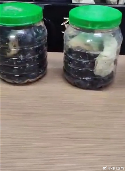 “异宠”不能宠!海关查获1000只罐装死甲虫 “异宠”不能宠!海关查获1000只罐装死甲虫