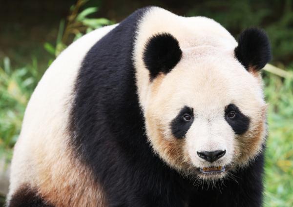 欢迎回家！旅法大熊猫“圆梦”今天回国