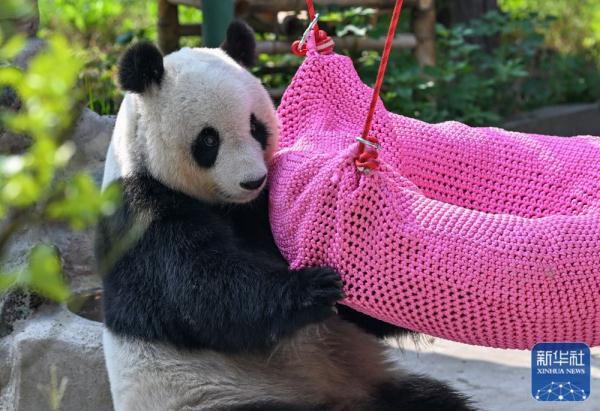 大熊猫“喜乐”迎来10岁生日
