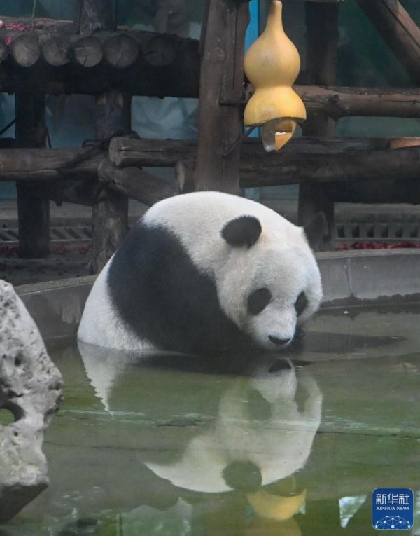 大熊猫“喜乐”迎来10岁生日
