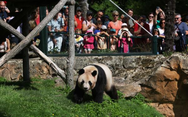 大熊猫圆梦回国图片