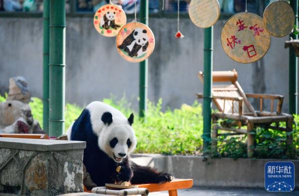 大熊猫“喜乐”迎来10岁生日