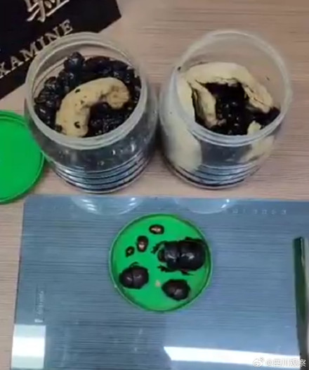 “异宠”不能宠!海关查获1000只罐装死甲虫 “异宠”不能宠!海关查获1000只罐装死甲虫