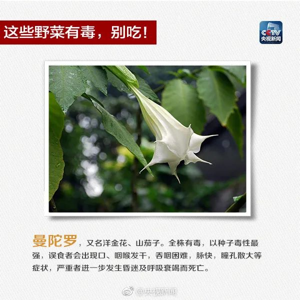 这些常见植物有剧毒！极易与煲汤料混淆！