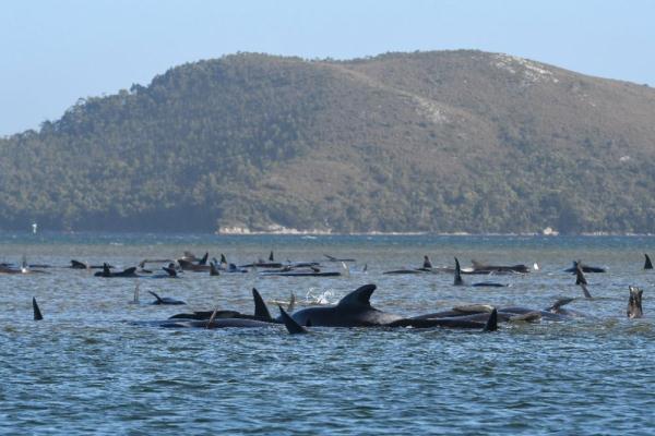 约70头鲸搁浅澳大利亚海滩 多头死亡 约70头鲸搁浅澳大利亚海滩 多头死亡