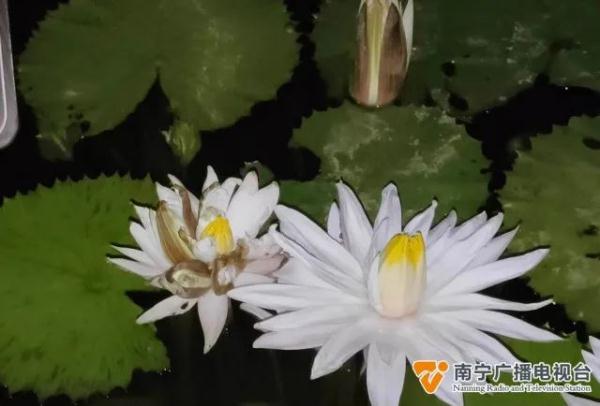 罕见的 “三花并蒂”在南宁出现，概率约亿万分之一！