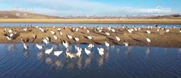 中华凤头燕鸥与黑颈鹤频频现身自然保护区 中华凤头燕鸥与黑颈鹤频频现身自然保护区