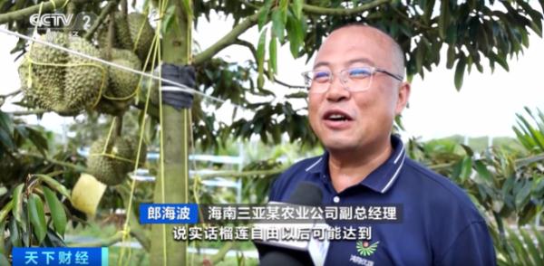 国产榴莲熟了！价格如何？