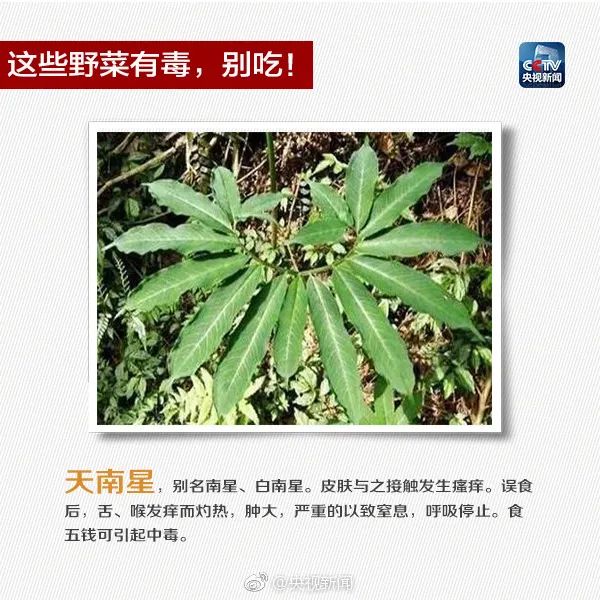 这些常见植物有剧毒！极易与煲汤料混淆！