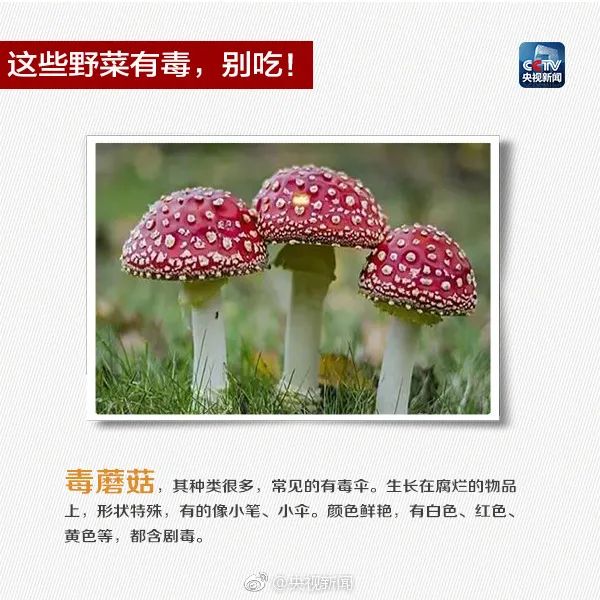 这些常见植物有剧毒！极易与煲汤料混淆！
