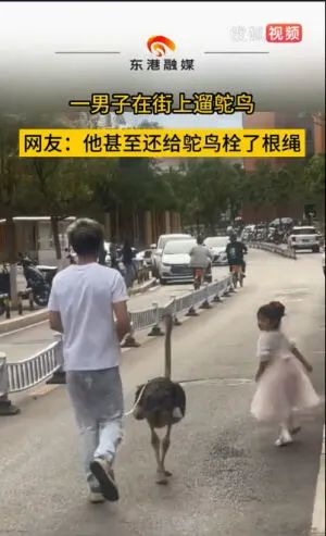 一男子牵鸵鸟在昆明街头散步,网友:“这个牵鸵鸟的好像是我” 一男子牵鸵鸟在昆明街头散步,网友:“这个牵鸵鸟的好像是我”