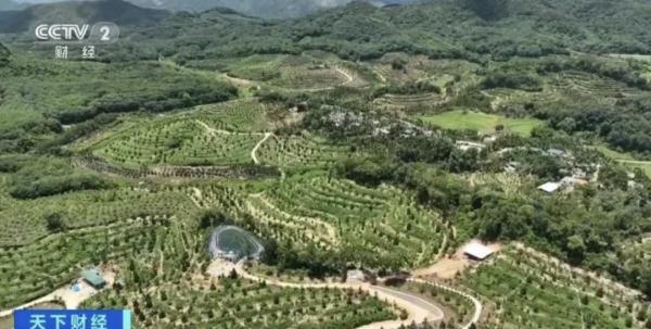 国产榴莲熟了！价格如何？