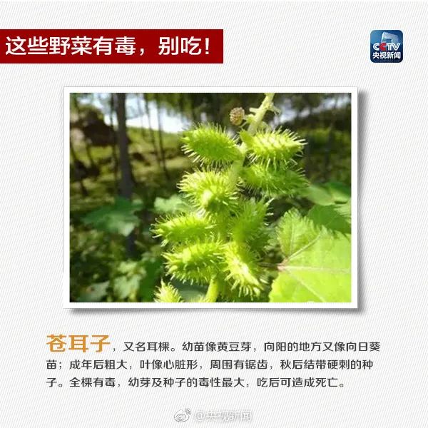 这些常见植物有剧毒！极易与煲汤料混淆！