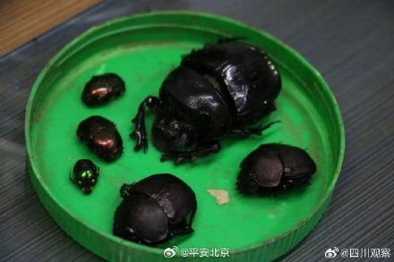 海关查获1000只罐装死甲虫