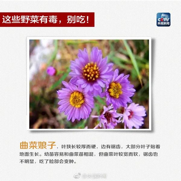 这些常见植物有剧毒！极易与煲汤料混淆！