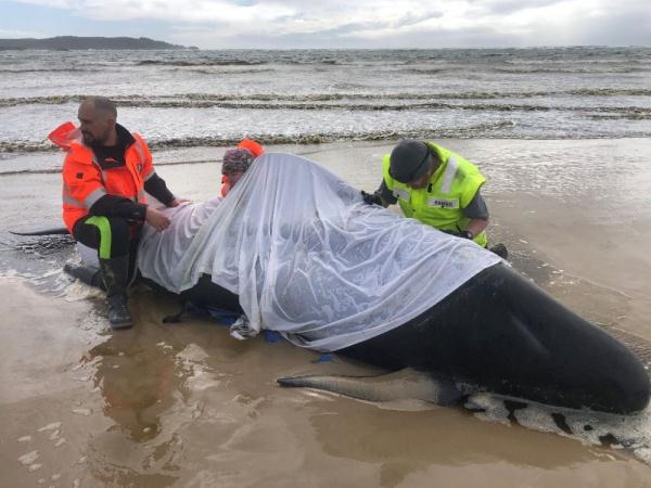 约70头鲸搁浅澳大利亚海滩 多头死亡 约70头鲸搁浅澳大利亚海滩 多头死亡