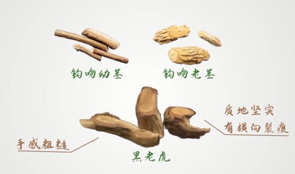 这些常见植物有剧毒！极易与煲汤料混淆！