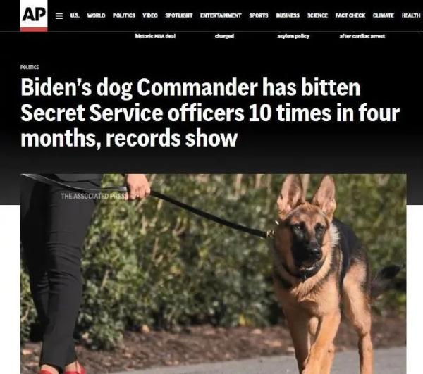 拜登爱犬4个月内咬人10次,白宫:它压力过大 拜登爱犬4个月内咬人10次,白宫:它压力过大