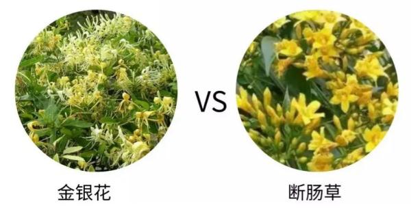 这些常见植物有剧毒！极易与煲汤料混淆！