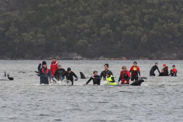 约70头鲸搁浅澳大利亚海滩 多头死亡 约70头鲸搁浅澳大利亚海滩 多头死亡