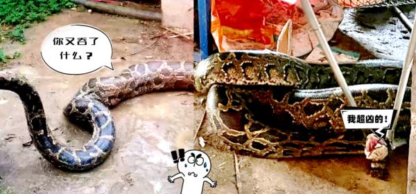 巨蟒闯入狗舍，生吞30斤狗！