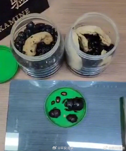 海关查获1000只罐装死甲虫