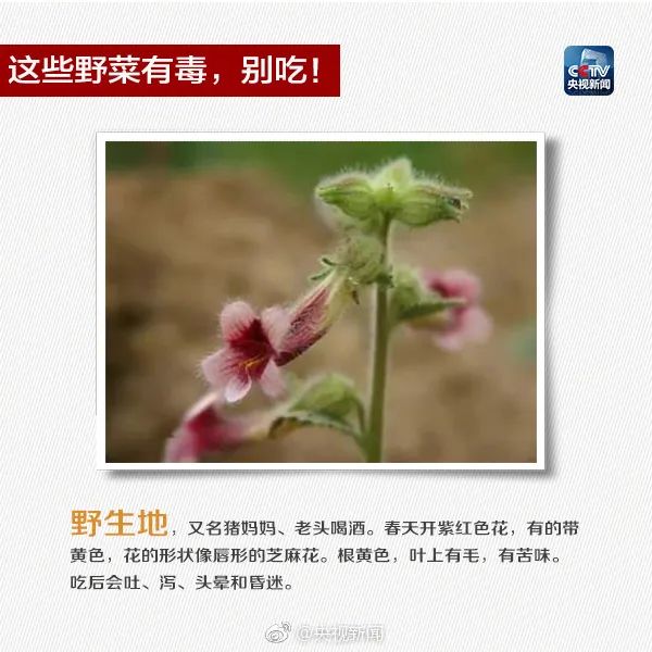 这些常见植物有剧毒！极易与煲汤料混淆！