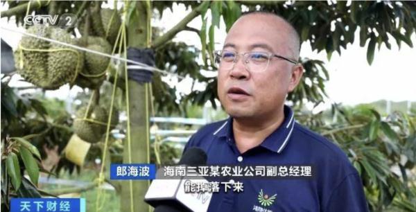 国产榴莲熟了！价格如何？