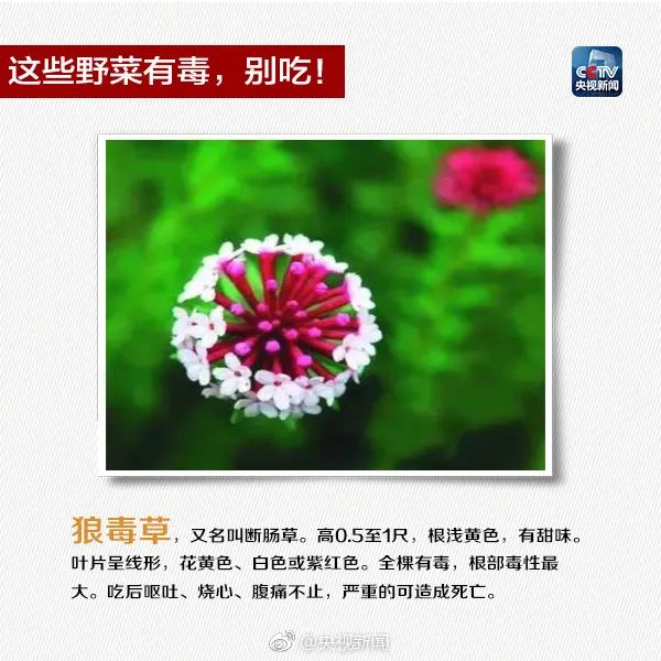 这些常见植物有剧毒！极易与煲汤料混淆！