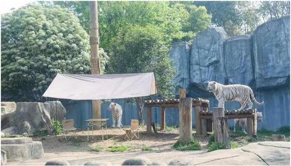 野生动物园重金悬赏“与虎同住勇士”？市场监管局：罚25万元