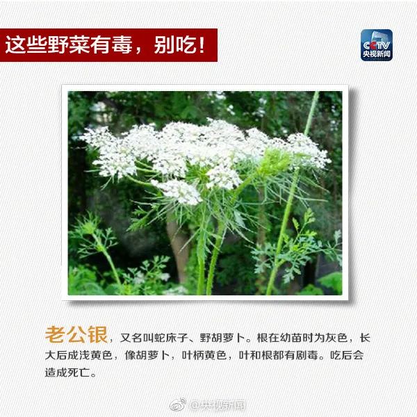 这些常见植物有剧毒！极易与煲汤料混淆！