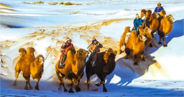 野生动物致害频发，牧民只能自认倒霉吗？这地检察官推动致害补偿规定落地落实