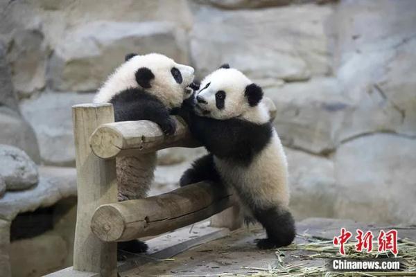 中国“国宝”回家，法国第一夫人送行！