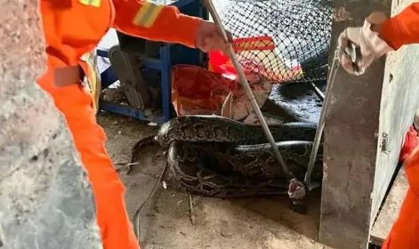 巨蟒闯入狗舍，生吞30斤狗！