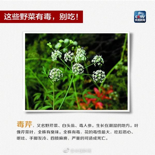 这些常见植物有剧毒！极易与煲汤料混淆！