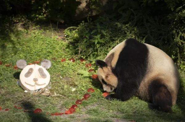 中国“国宝”回家，法国第一夫人送行！